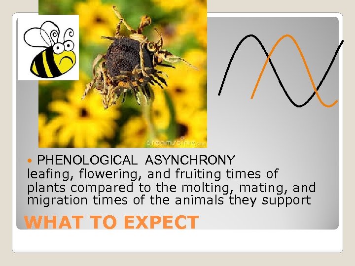 PHENOLOGICAL ASYNCHRONY leafing, flowering, and fruiting times of plants compared to the molting, mating,