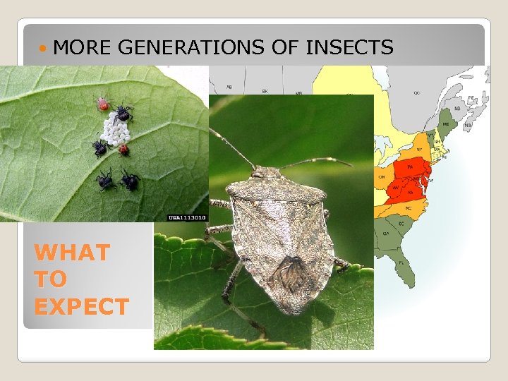  MORE GENERATIONS OF INSECTS WHAT TO EXPECT 