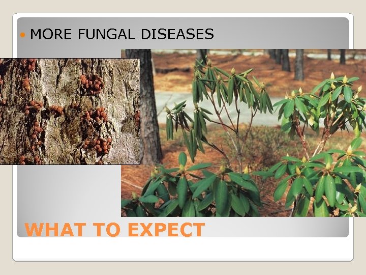  MORE FUNGAL DISEASES WHAT TO EXPECT 