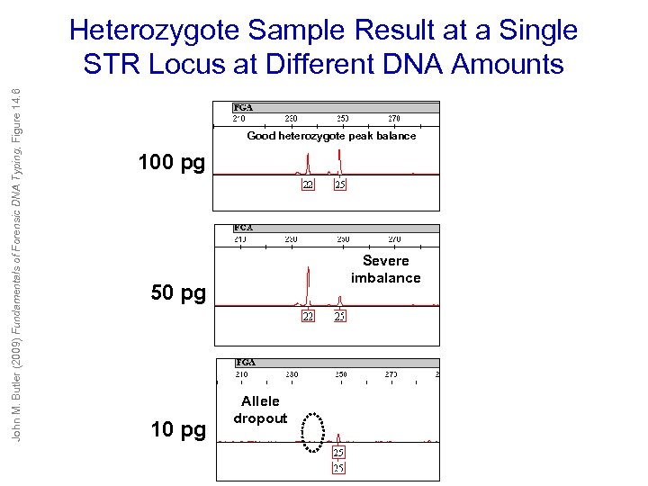 John M. Butler (2009) Fundamentals of Forensic DNA Typing, Figure 14. 6 Heterozygote Sample