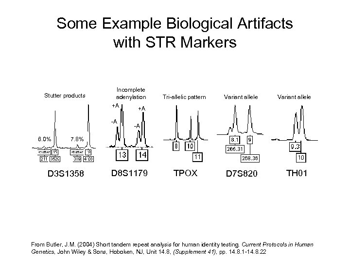 Some Example Biological Artifacts with STR Markers Stutter products Incomplete adenylation +A +A -A
