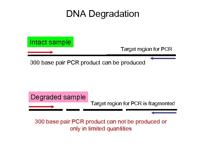DNA Degradation Intact sample Target region for PCR 300 base pair PCR product can