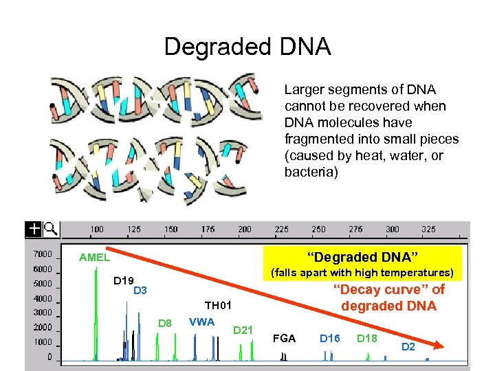 Degraded DNA Larger segments of DNA cannot be recovered when DNA molecules have fragmented