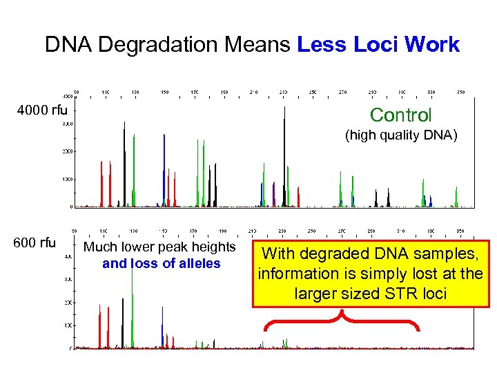DNA Degradation Means Less Loci Work 4000 rfu Control (high quality DNA) 600 rfu