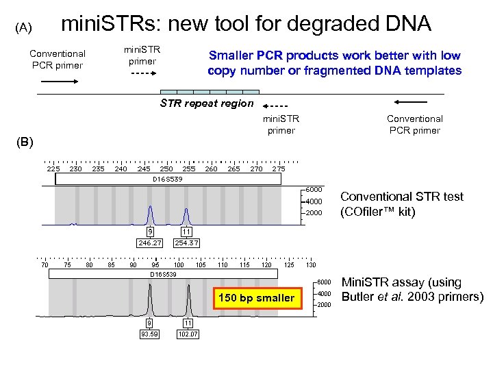 (A) mini. STRs: new tool for degraded DNA Conventional PCR primer mini. STR primer