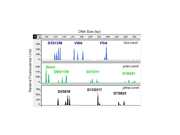 DNA Size (bp) Relative Fluorescence Units D 3 S 1358 Amel D 8 S