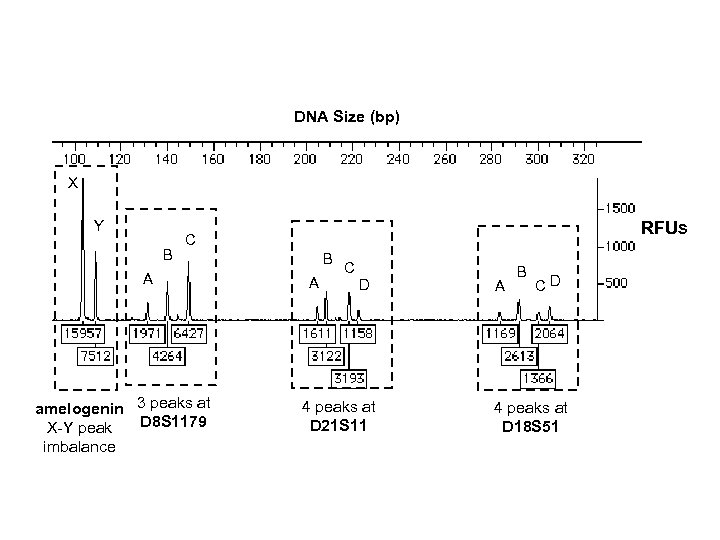 DNA Size (bp) X Y B RFUs C A amelogenin 3 peaks at D