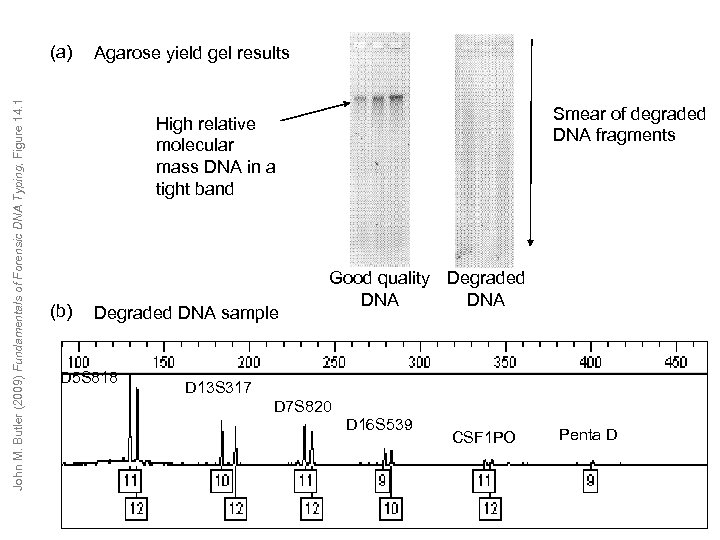 John M. Butler (2009) Fundamentals of Forensic DNA Typing, Figure 14. 1 (a) Agarose