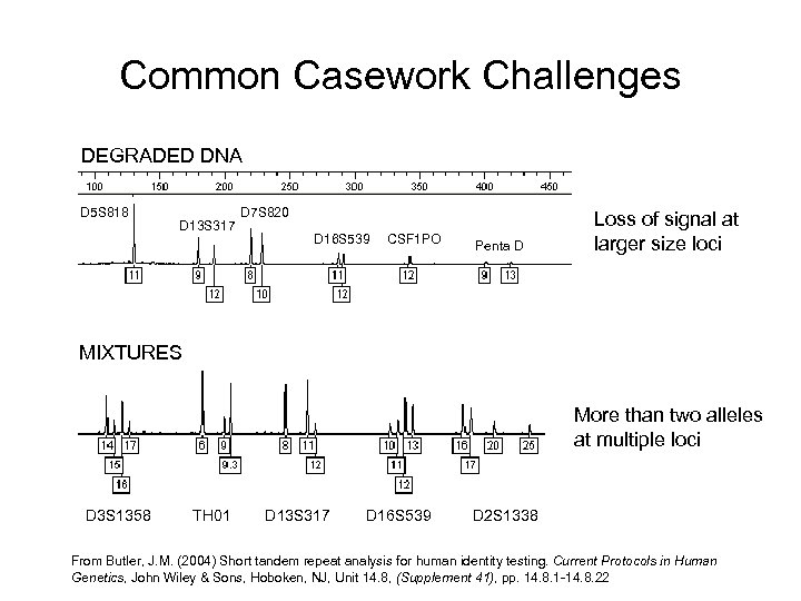 Common Casework Challenges DEGRADED DNA D 5 S 818 D 13 S 317 D