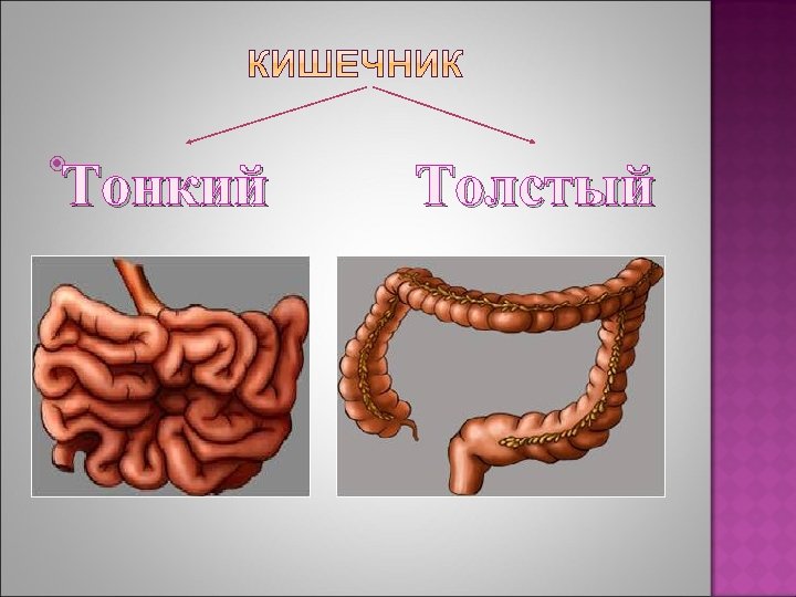 Тонкий Толстый 