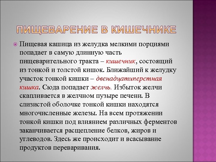  Пищевая кашица из желудка мелкими порциями попадает в самую длинную часть пищеварительного тракта