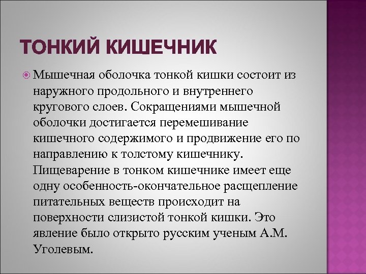 ТОНКИЙ КИШЕЧНИК Мышечная оболочка тонкой кишки состоит из наружного продольного и внутреннего кругового слоев.