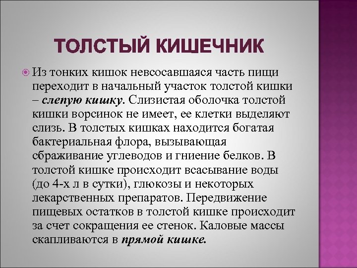 ТОЛСТЫЙ КИШЕЧНИК Из тонких кишок невсосавшаяся часть пищи переходит в начальный участок толстой кишки