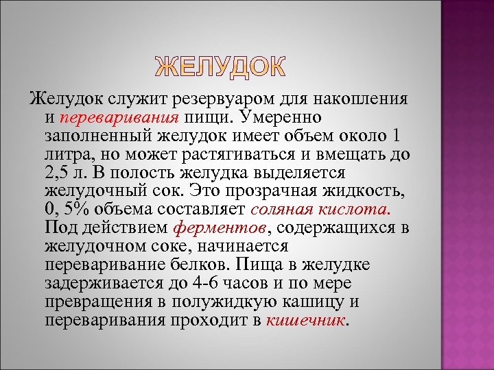 Желудок служит резервуаром для накопления и переваривания пищи. Умеренно заполненный желудок имеет объем около