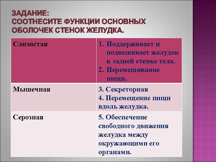 ЗАДАНИЕ: СООТНЕСИТЕ ФУНКЦИИ ОСНОВНЫХ ОБОЛОЧЕК СТЕНОК ЖЕЛУДКА. Слизистая Мышечная Серозная 1. Поддерживает и подвешивает