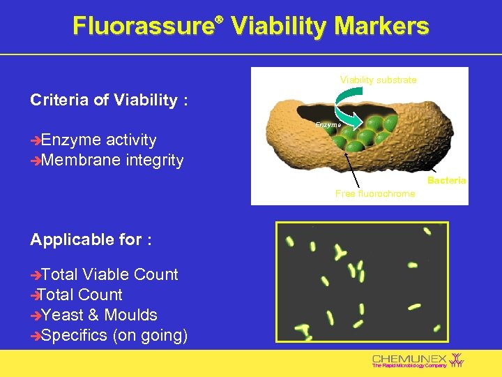 Fluorassure Viability Markers Ò Viability substrate Criteria of Viability : Enzyme è Enzyme activity
