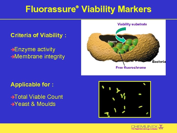 Fluorassure Viability Markers Ò Viability substrate Criteria of Viability : Enzyme è Enzyme activity