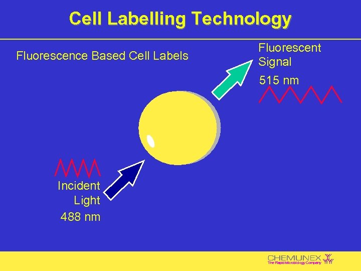 Cell Labelling Technology Fluorescence Based Cell Labels Fluorescent Signal 515 nm Incident Light 488