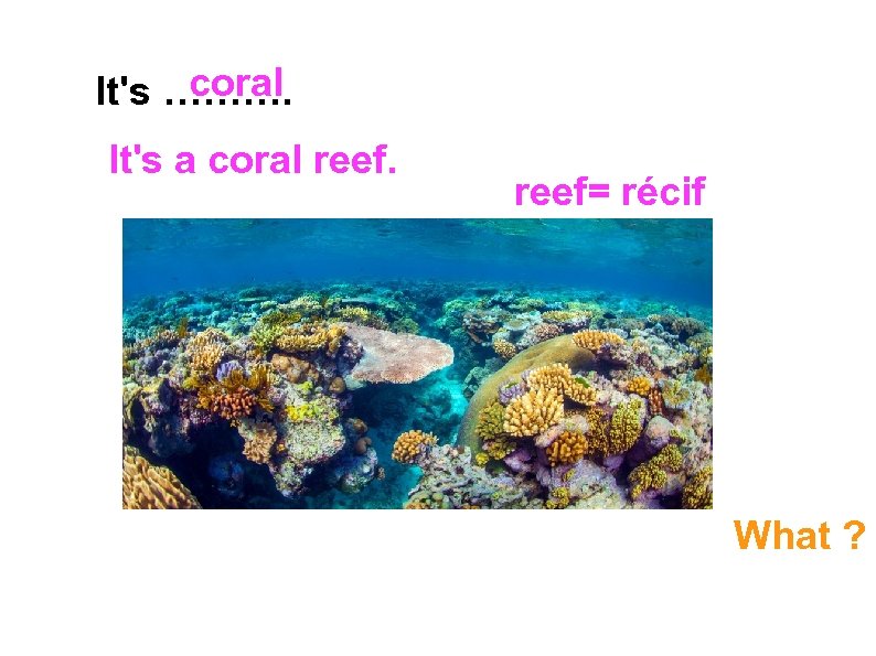coral It's ………. It's a coral reef= récif What ? 