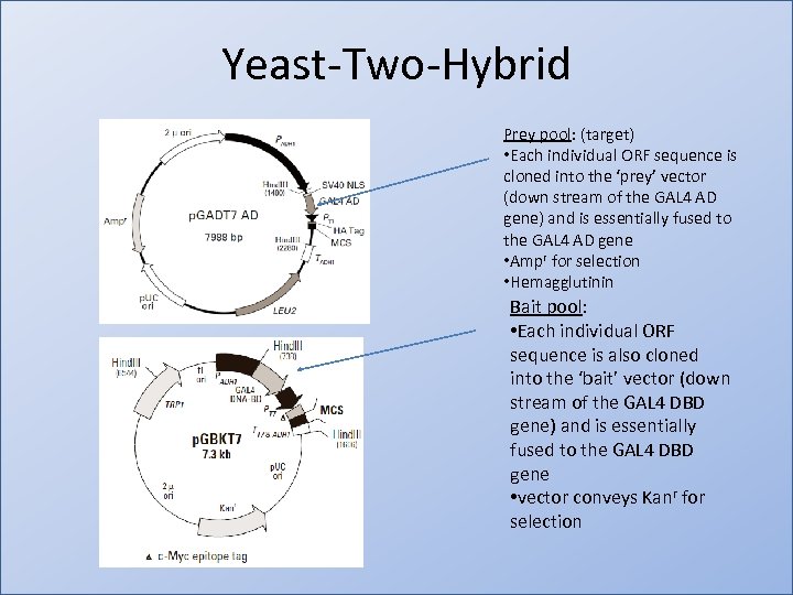 Yeast-Two-Hybrid Prey pool: (target) • Each individual ORF sequence is cloned into the ‘prey’