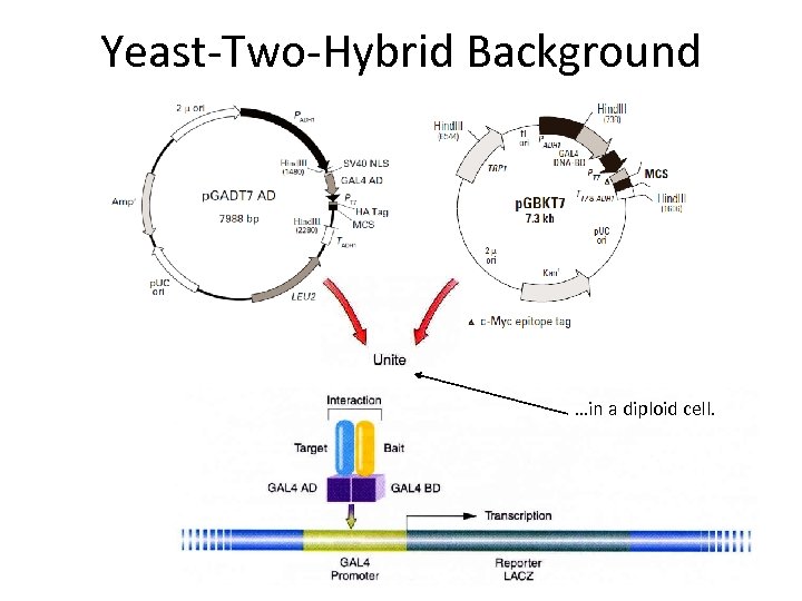 Yeast-Two-Hybrid Background …in a diploid cell. 