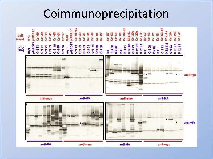 Coimmunoprecipitation 