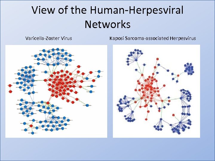 View of the Human-Herpesviral Networks Varicella-Zoster Virus Kaposi Sarcoma-associated Herpesvirus 