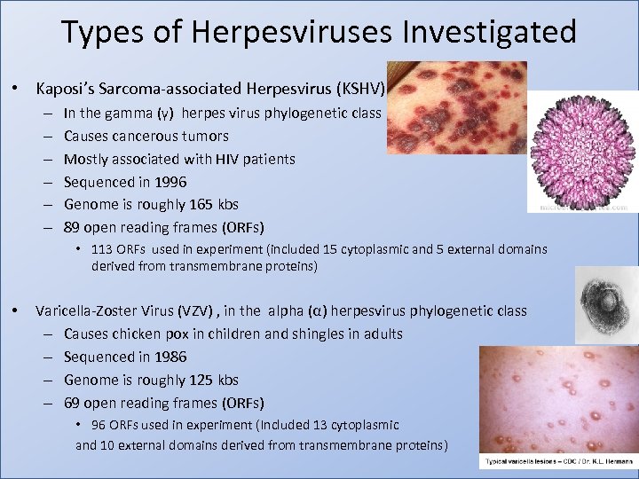 Types of Herpesviruses Investigated • Kaposi’s Sarcoma-associated Herpesvirus (KSHV) – – – In the