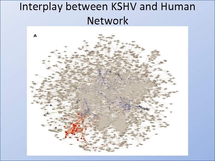 Interplay between KSHV and Human Network 