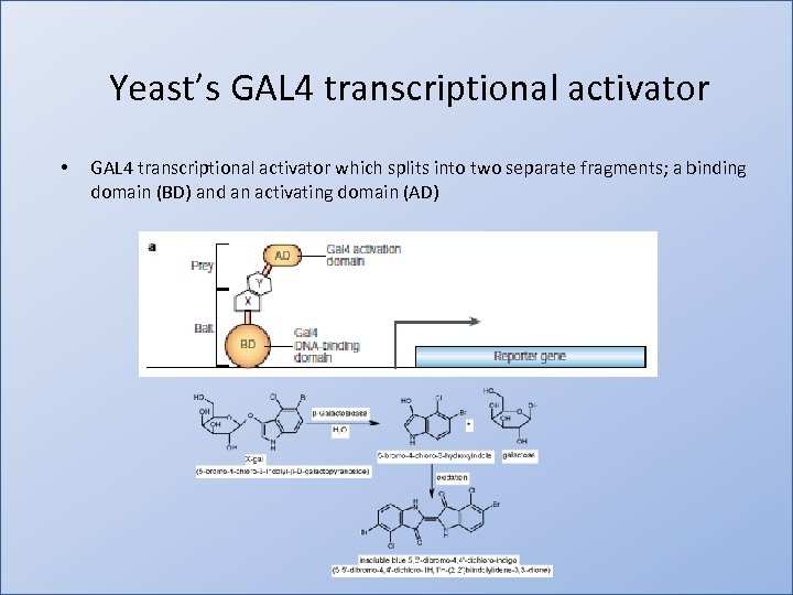 Yeast’s GAL 4 transcriptional activator • GAL 4 transcriptional activator which splits into two