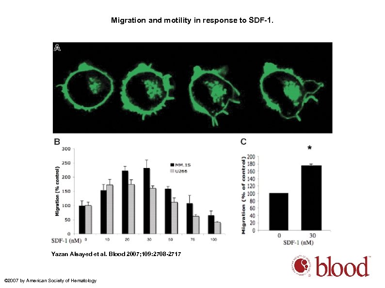 Migration and motility in response to SDF-1. Yazan Alsayed et al. Blood 2007; 109: