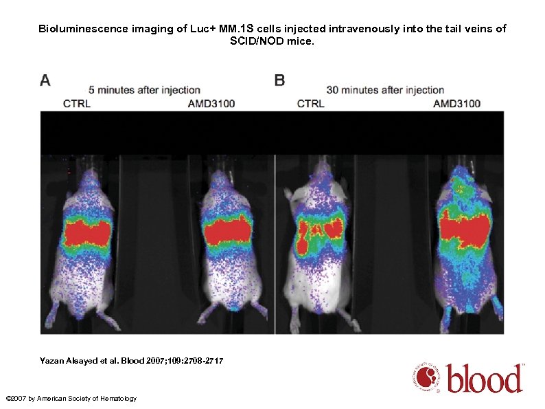 Bioluminescence imaging of Luc+ MM. 1 S cells injected intravenously into the tail veins