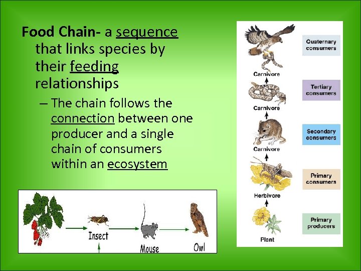 Food Chain- a sequence that links species by their feeding relationships – The chain