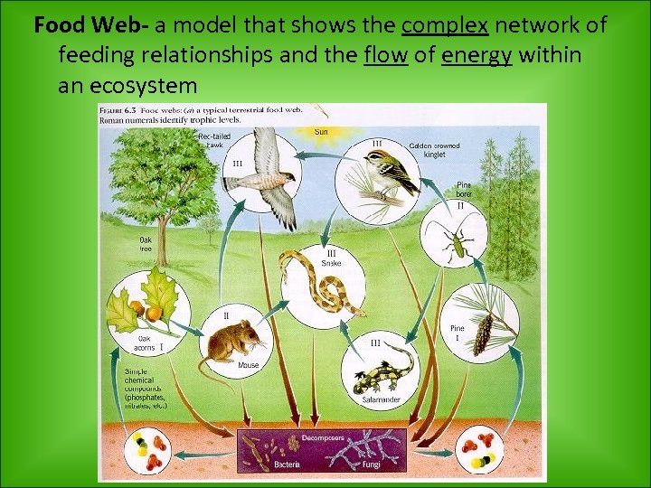 Food Web- a model that shows the complex network of feeding relationships and the