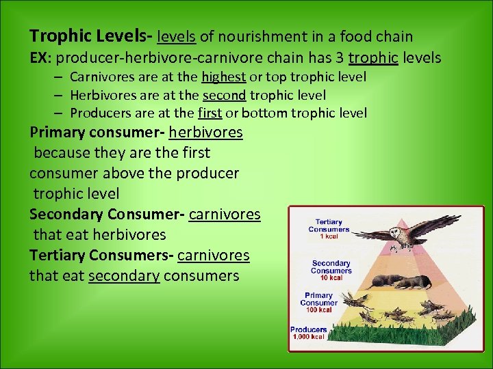 Trophic Levels- levels of nourishment in a food chain EX: producer-herbivore-carnivore chain has 3