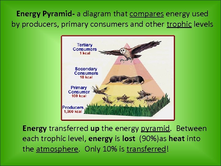 Energy Pyramid- a diagram that compares energy used by producers, primary consumers and other