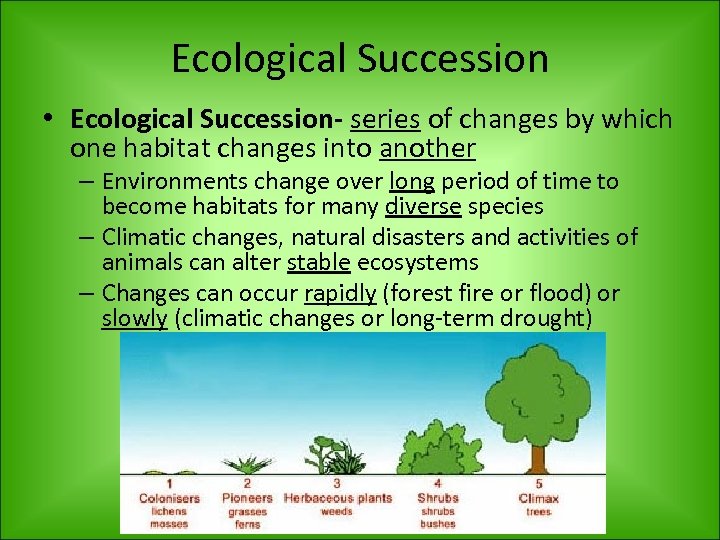 Ecological Succession • Ecological Succession- series of changes by which one habitat changes into