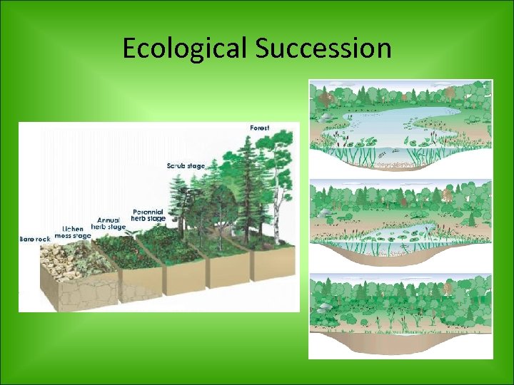 Ecological Succession 