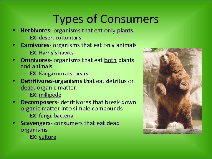 Types of Consumers • Herbivores- organisms that eat only plants – EX: desert cottontails