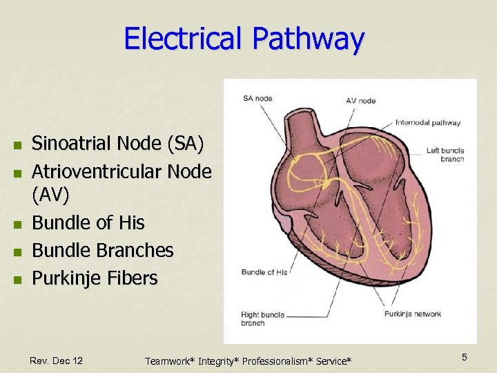 Electrical Pathway n n n Sinoatrial Node (SA) Atrioventricular Node (AV) Bundle of His
