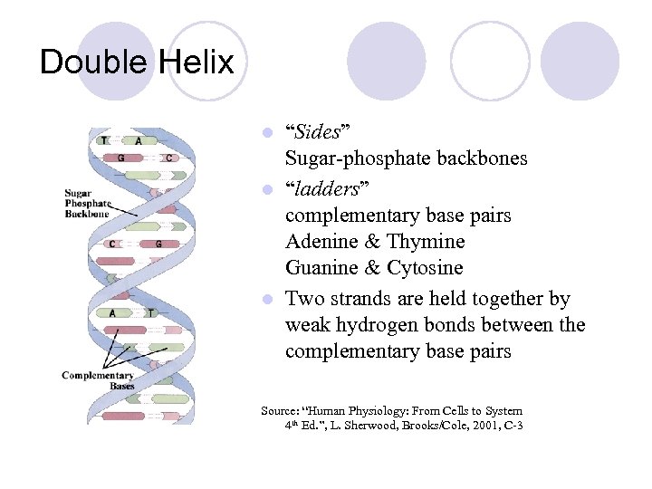 Double Helix “Sides” Sugar-phosphate backbones l “ladders” complementary base pairs Adenine & Thymine Guanine