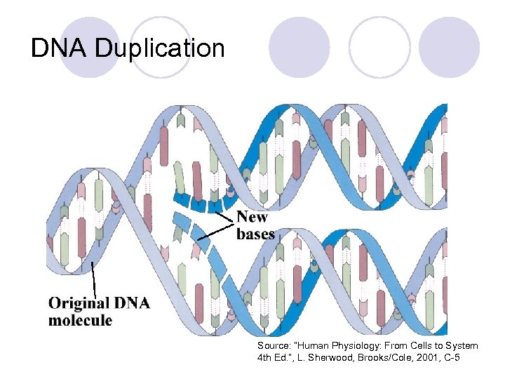 DNA Duplication Source: “Human Physiology: From Cells to System 4 th Ed. ”, L.