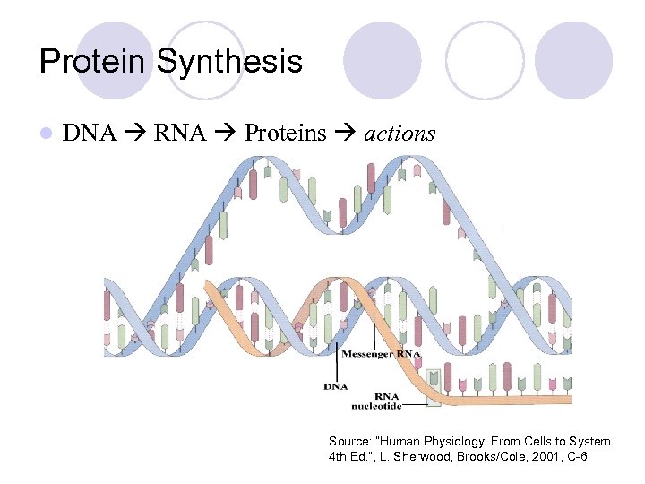 Protein Synthesis l DNA RNA Proteins actions Source: “Human Physiology: From Cells to System