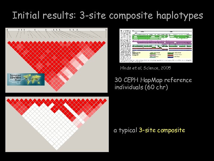 Initial results: 3 -site composite haplotypes Hinds et al. Science, 2005 30 CEPH Hap.