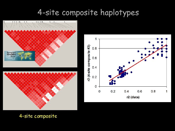 4 -site composite haplotypes 4 -site composite 