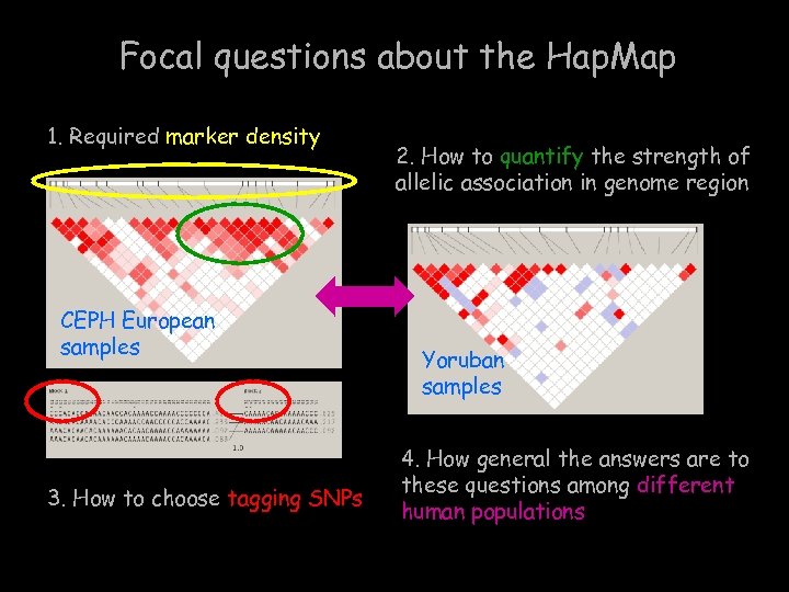 Focal questions about the Hap. Map 1. Required marker density CEPH European samples 3.