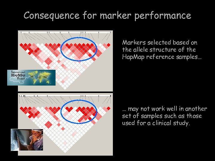 Consequence for marker performance Markers selected based on the allele structure of the Hap.