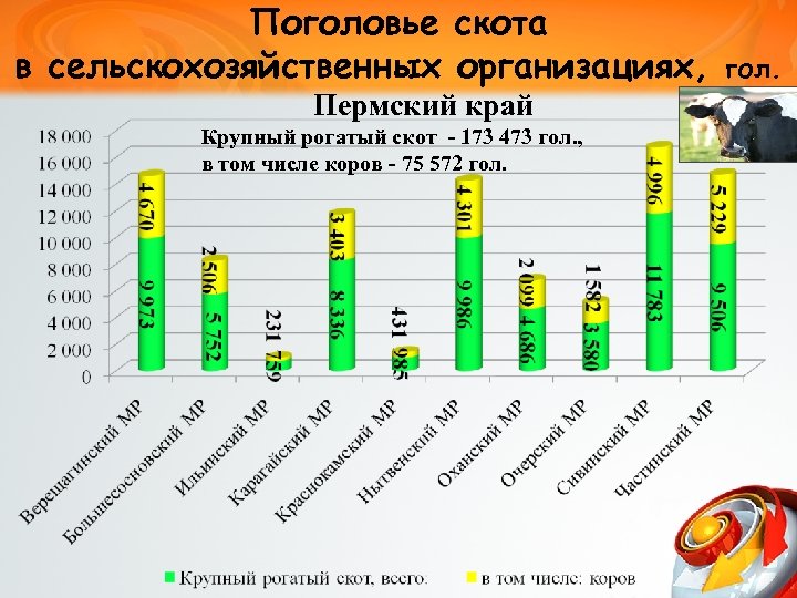 Поголовье скота в сельскохозяйственных организациях, Пермский край Крупный рогатый скот - 173 473 гол.