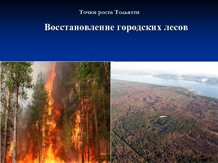 Точки роста Тольятти Восстановление городских лесов 