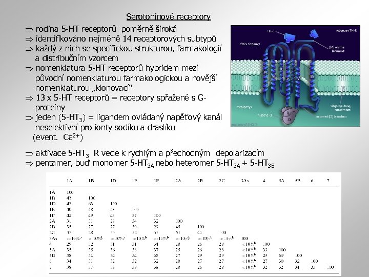 Serotoninové receptory rodina 5 -HT receptorů poměrně široká identifikováno nejméně 14 receptorových subtypů každý